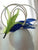 Bird Of Paradise